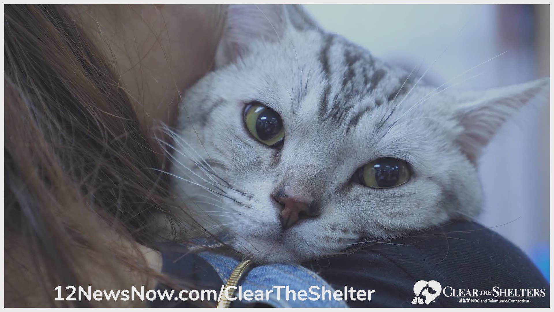 12News is joining NBC and Telemundo stations across the country to team up with shelters nationwide in August 2020 for the sixth annual Clear the Shelters drive.