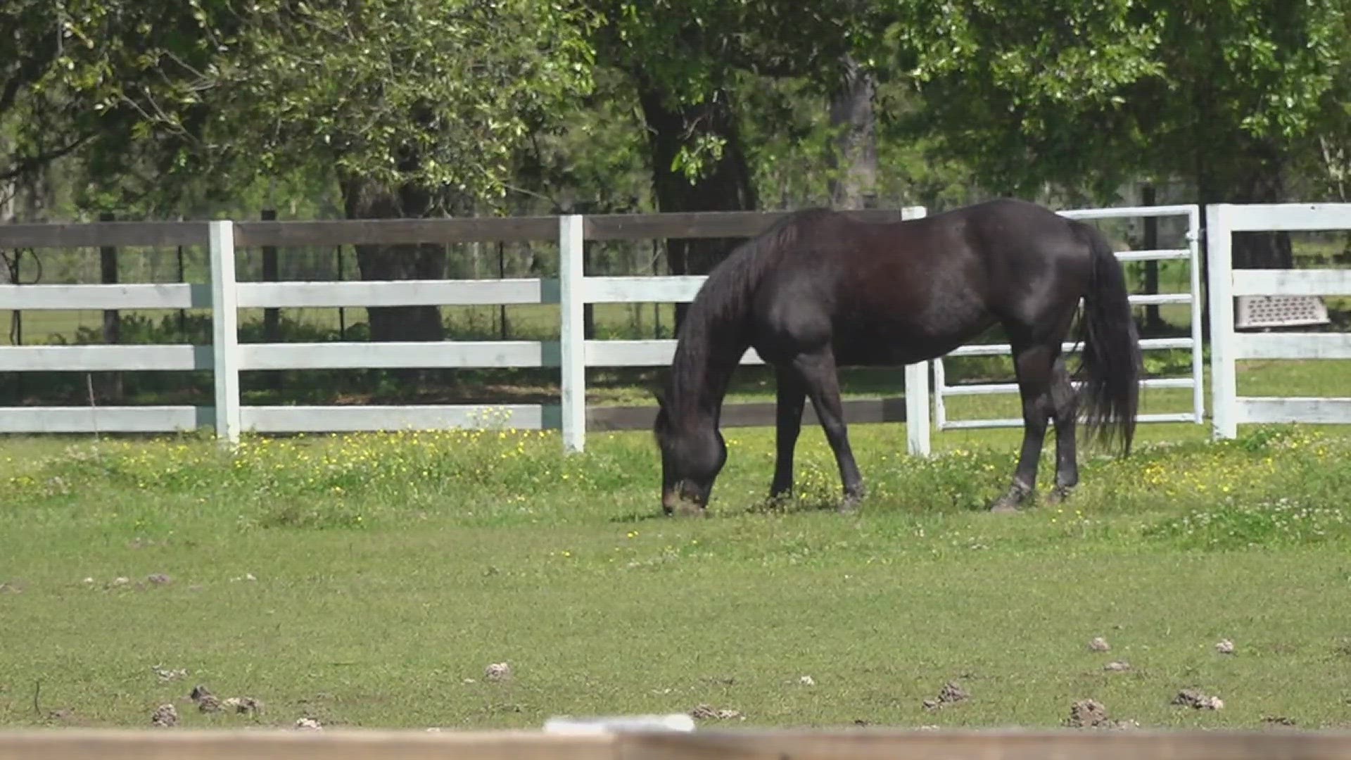 The Orange County Sheriff's Office says that five horses have been stolen along a stretch of Highway 62.