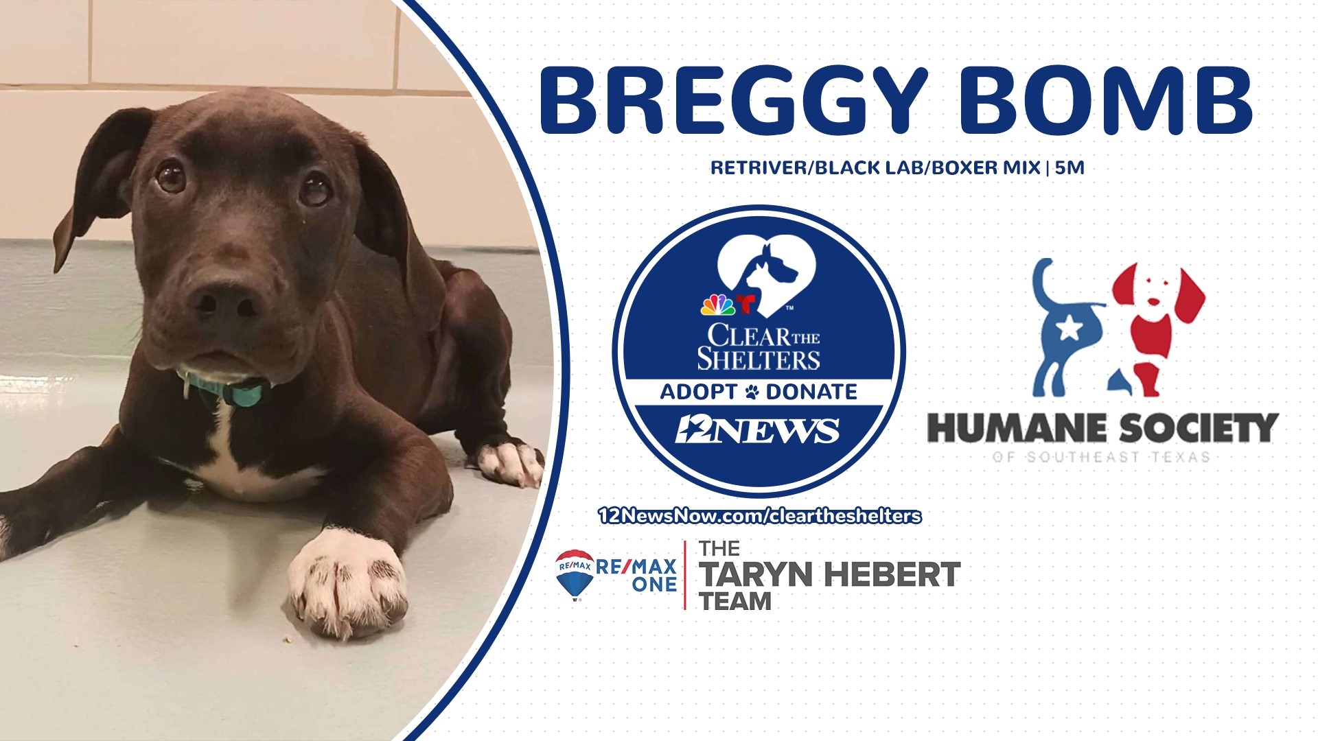 Bring home a pet and help clear the shelters in 2023 | 12newsnow.com