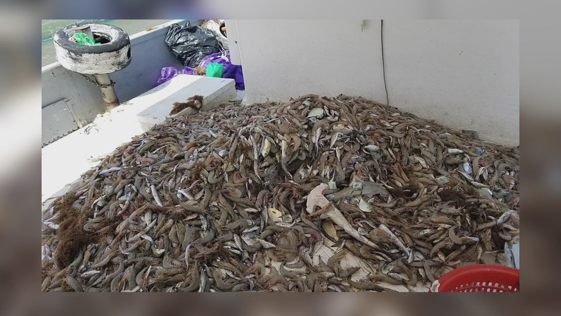 The investigation was initiated based on support from both shrimp processors and shrimp boats according to the ASPA.