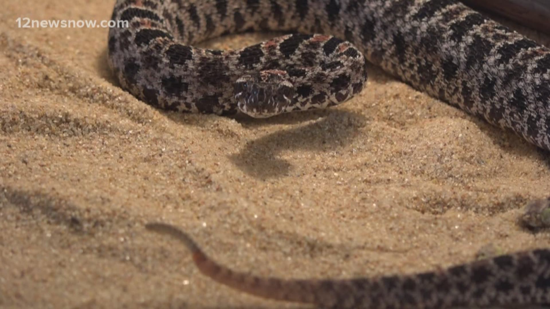Snakes starting to appear in southeast Texas with warmer weather