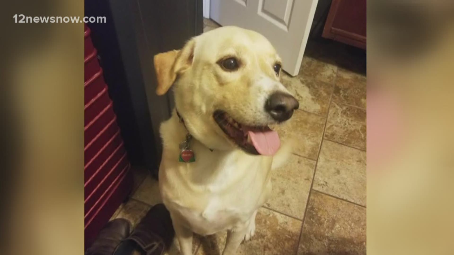 A Port Acres family is searching for its 4-year-old dog Daisy who was in the back of a pickup truck during a rollover crash in Jefferson county Sunday afternoon.