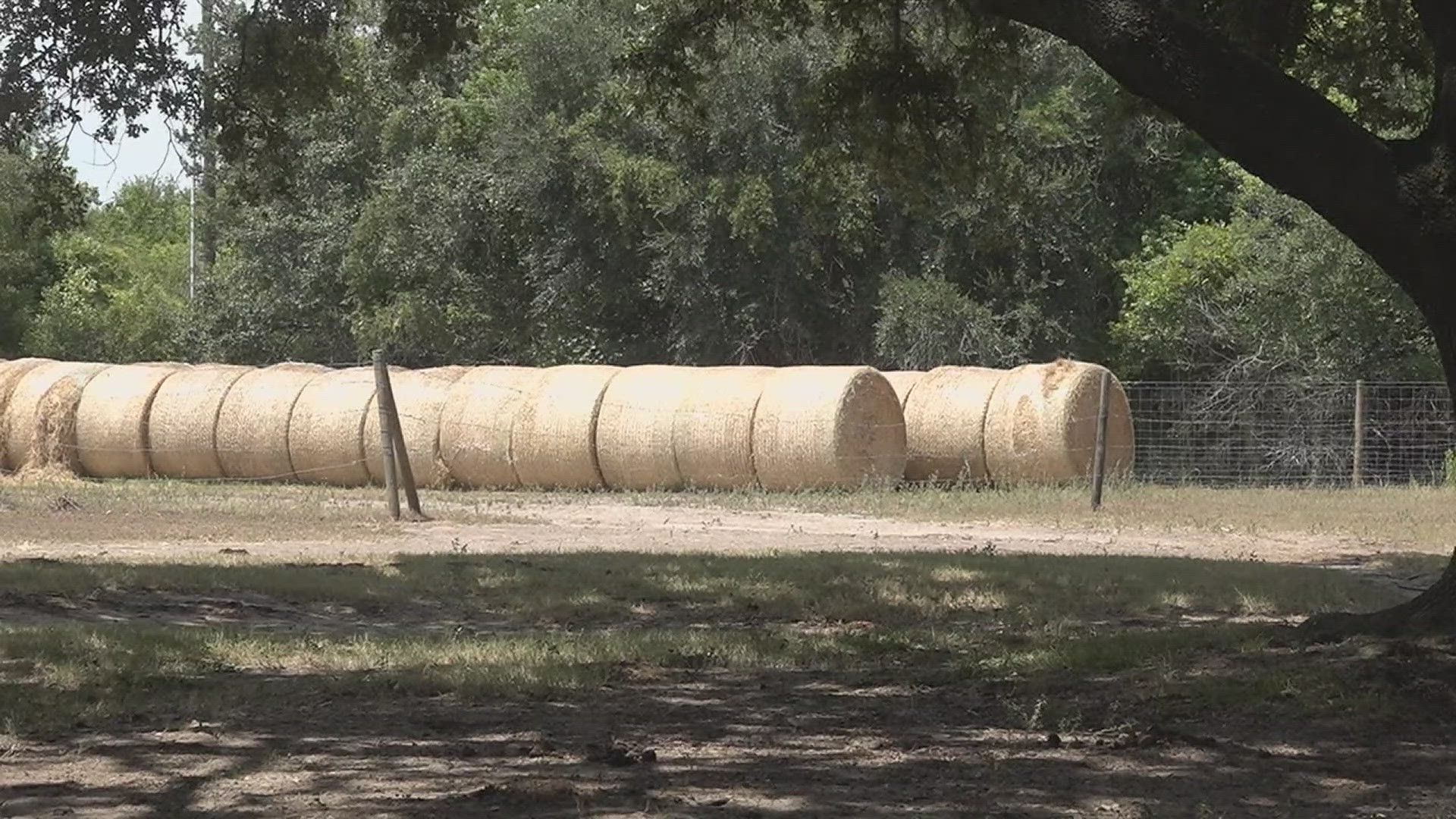 The problems could possibly extend into the winter, producing a months long hay shortage.