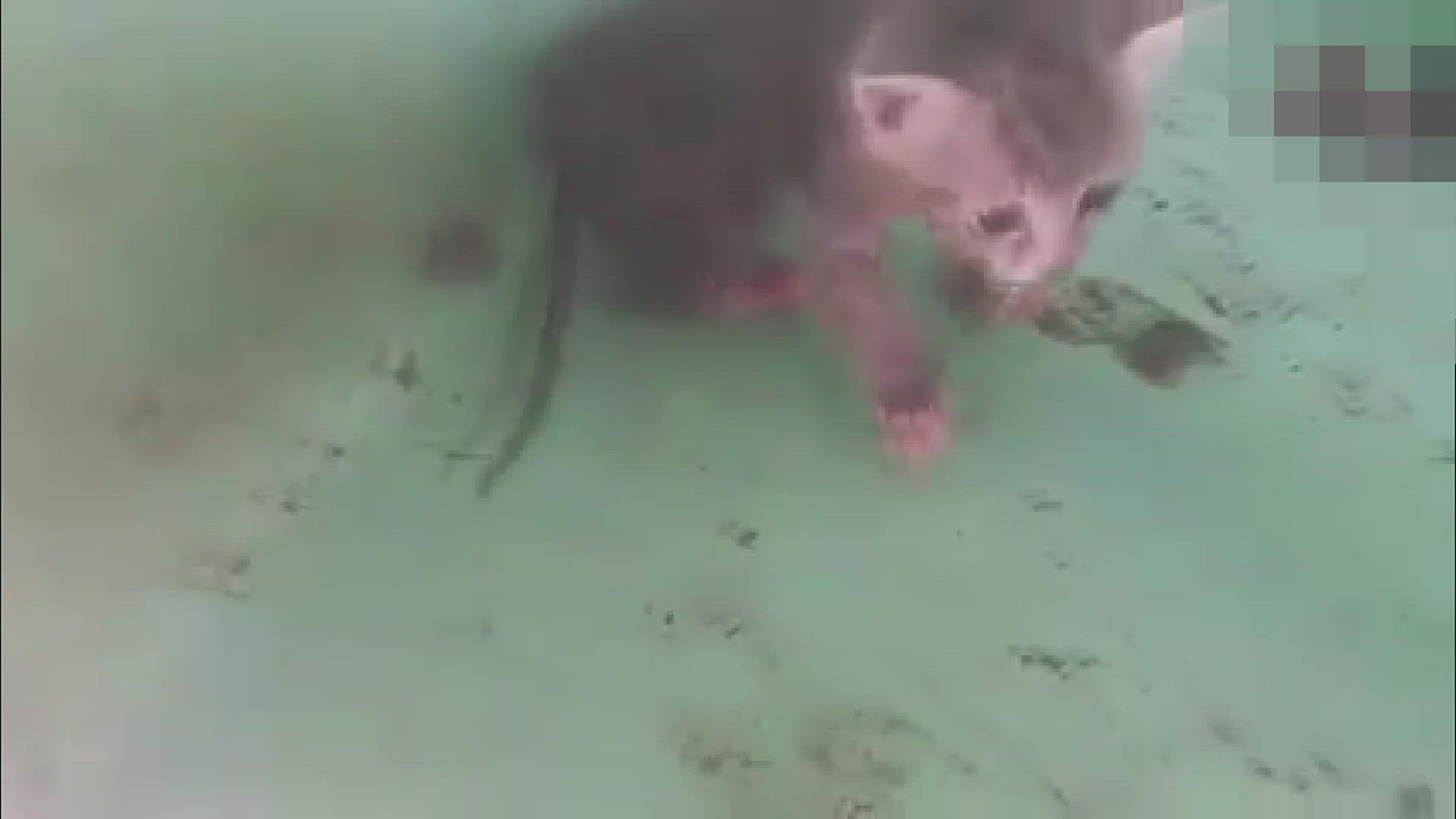 The video went viral more than two months ago and showed two kittens in poor conditions at the Port Arthur Animal Shelter.