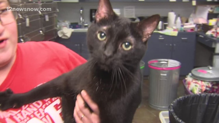 'Oliver Paul' is a dog-friendly kitty looking for a family