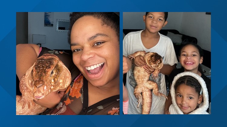 Red Tegu lizard found last week in Beaumont reunited with owner ...