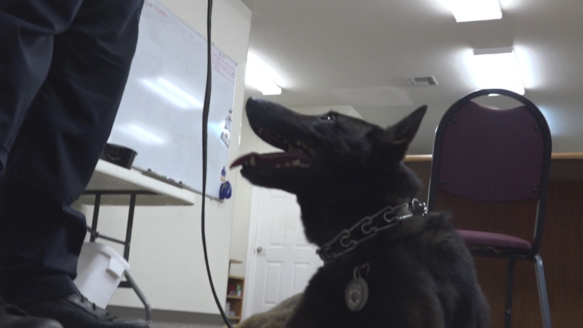 Leroy joins Lumberton PD as the second K9 officer