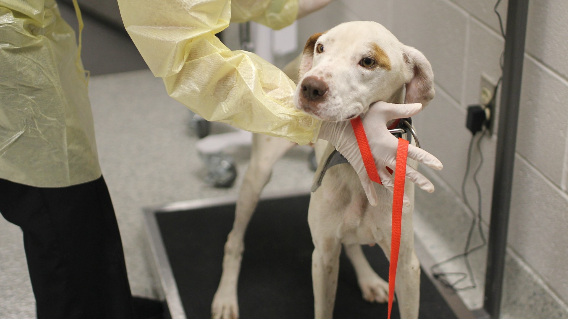 10 neglected dogs rescued from Newton County home | 12newsnow.com
