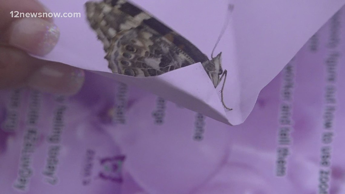 Butterfly release honors Nederland teen who took her life at 16 years old