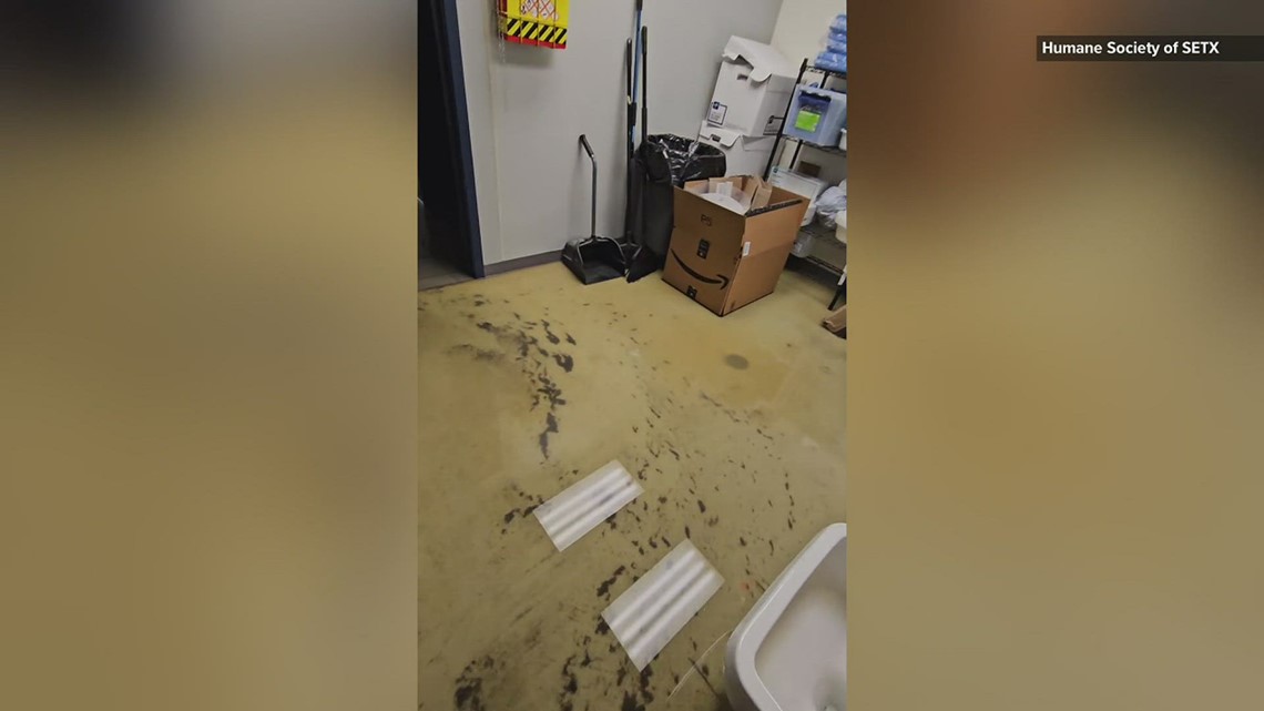 Humane Society of Southeast Texas floods with sewage water after the week s rain