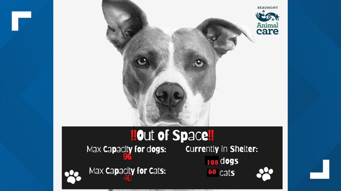 Beaumont Animal Care beyond maximum capacity - Vimarsana News