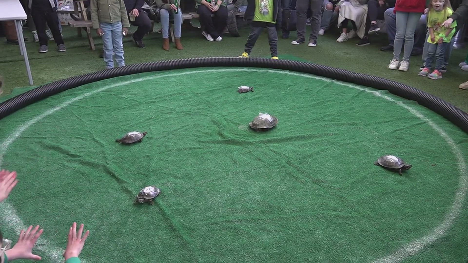 "We've done the turtle races for Madison's now for about 10 or 12 years."