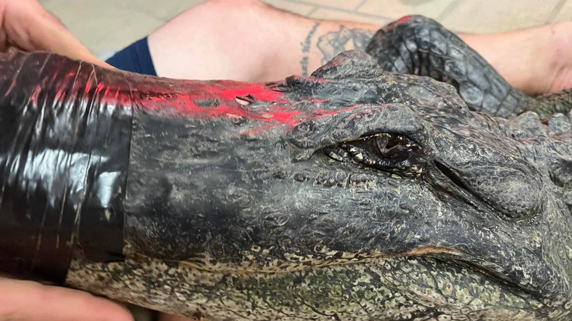 Alligator found with legs, mouth taped shut - Vimarsana News