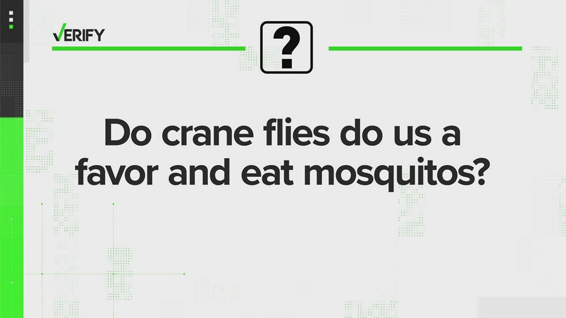 VERIFY | Do crane flies eat mosquitoes?