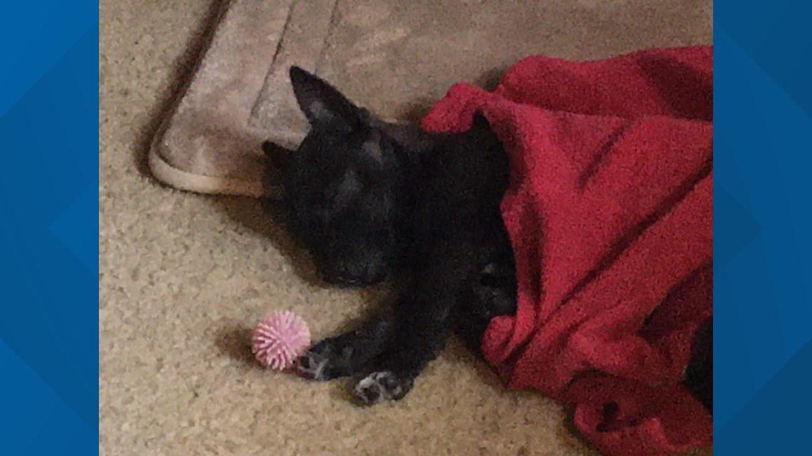 Chihuahua killed for allegedly destroying neighbor's trash - Vimarsana News