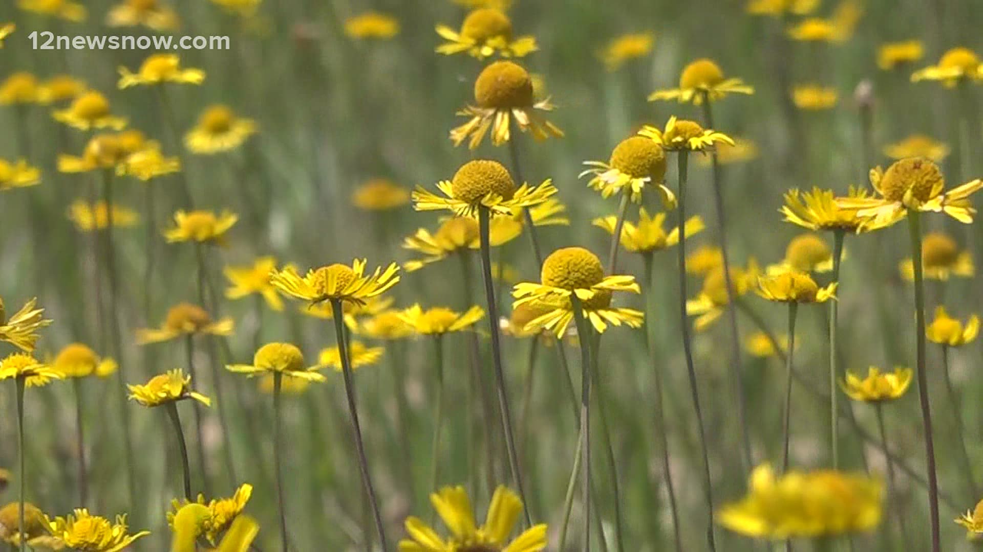 With seasonal allergies, you won't see serious respiratory symptoms, one doctor says.