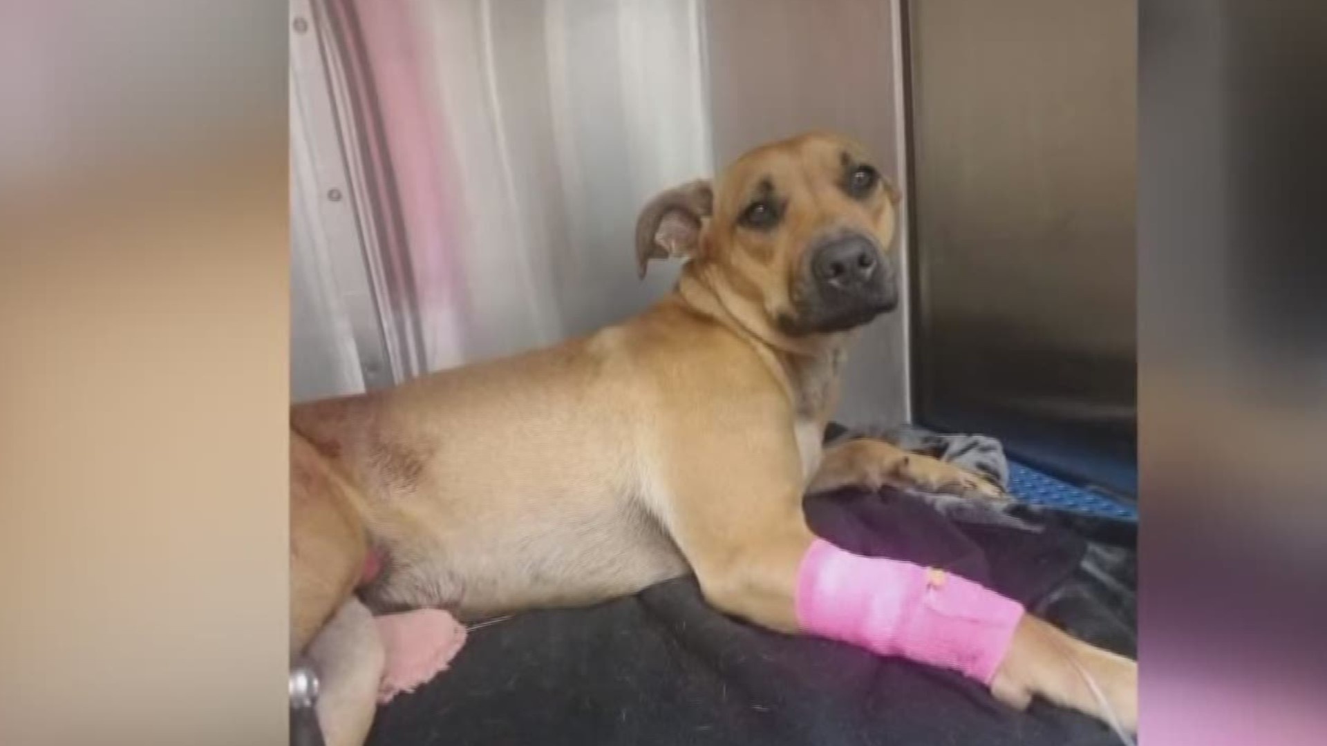 The dog broke its leg and lost extensive blood. Ultimately, ended up dying after surgery.