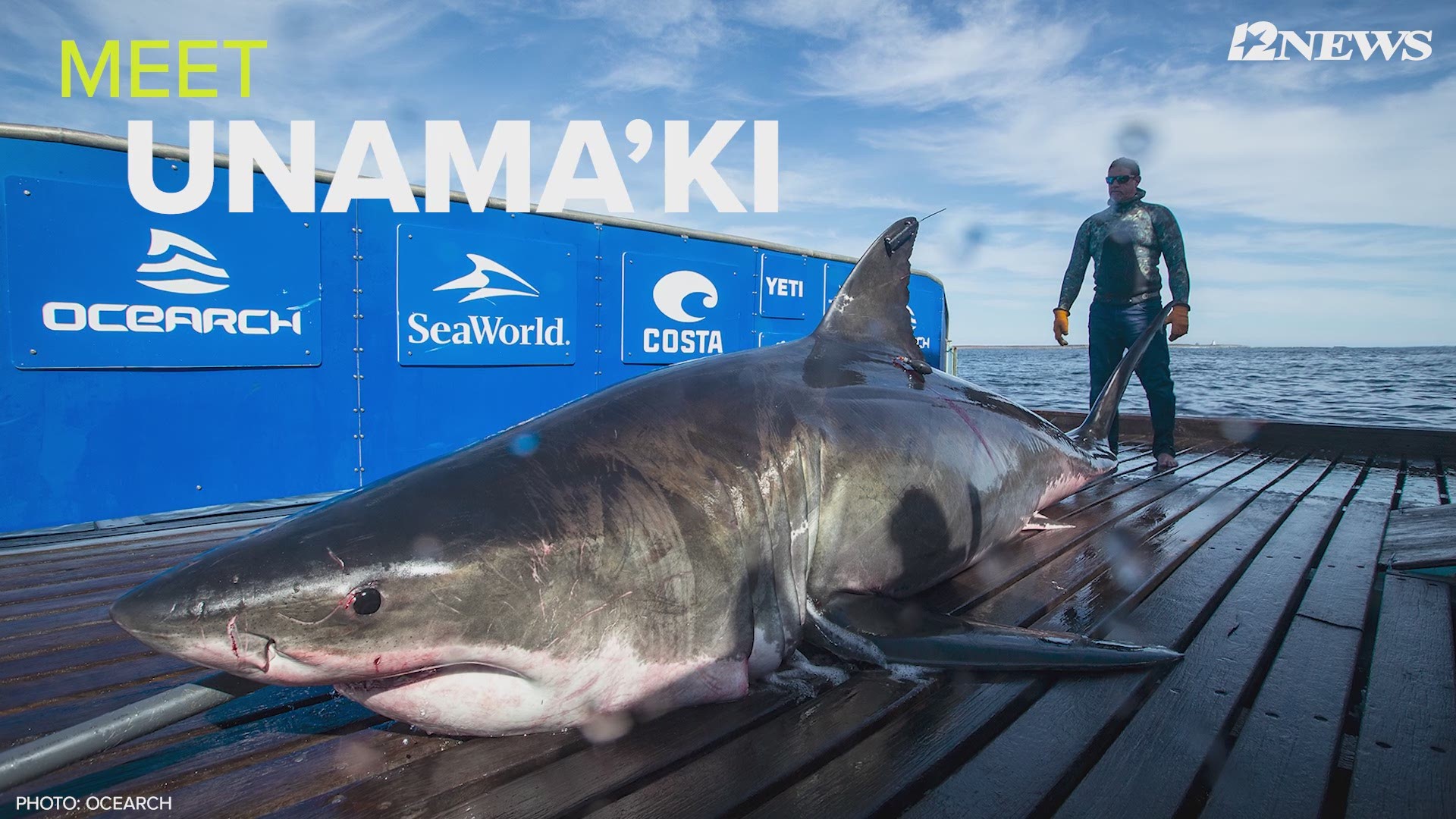 “It’s the first time we’ve tracked a white shark to this area off the coast of Louisiana," researchers said.