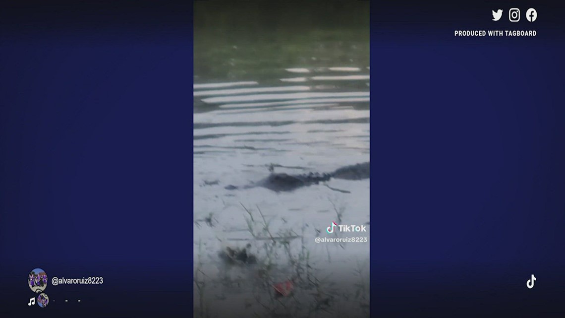 Alligator traps swimmers at Texas state park