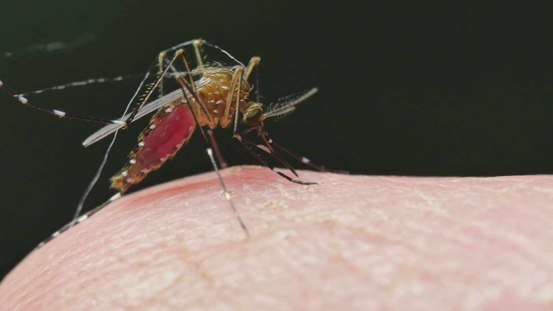 Bites are irritating but usually harmless. They can sometimes though be dangerous since mosquitoes transmit diseases like Malaria and Zika.