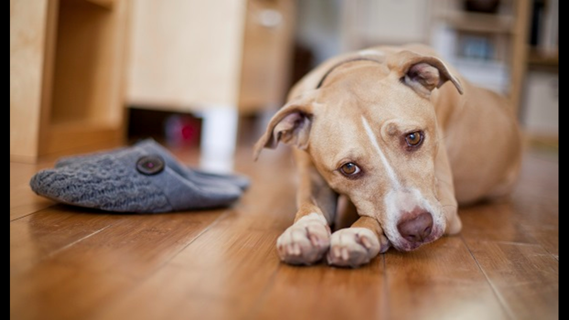 Does a dog's emotional attachment to an owner change as they age