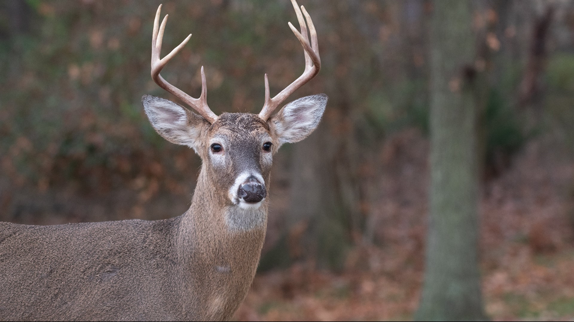 Arkansas Hunter Dies After Being Attacked By Deer He Shot 12newsnow