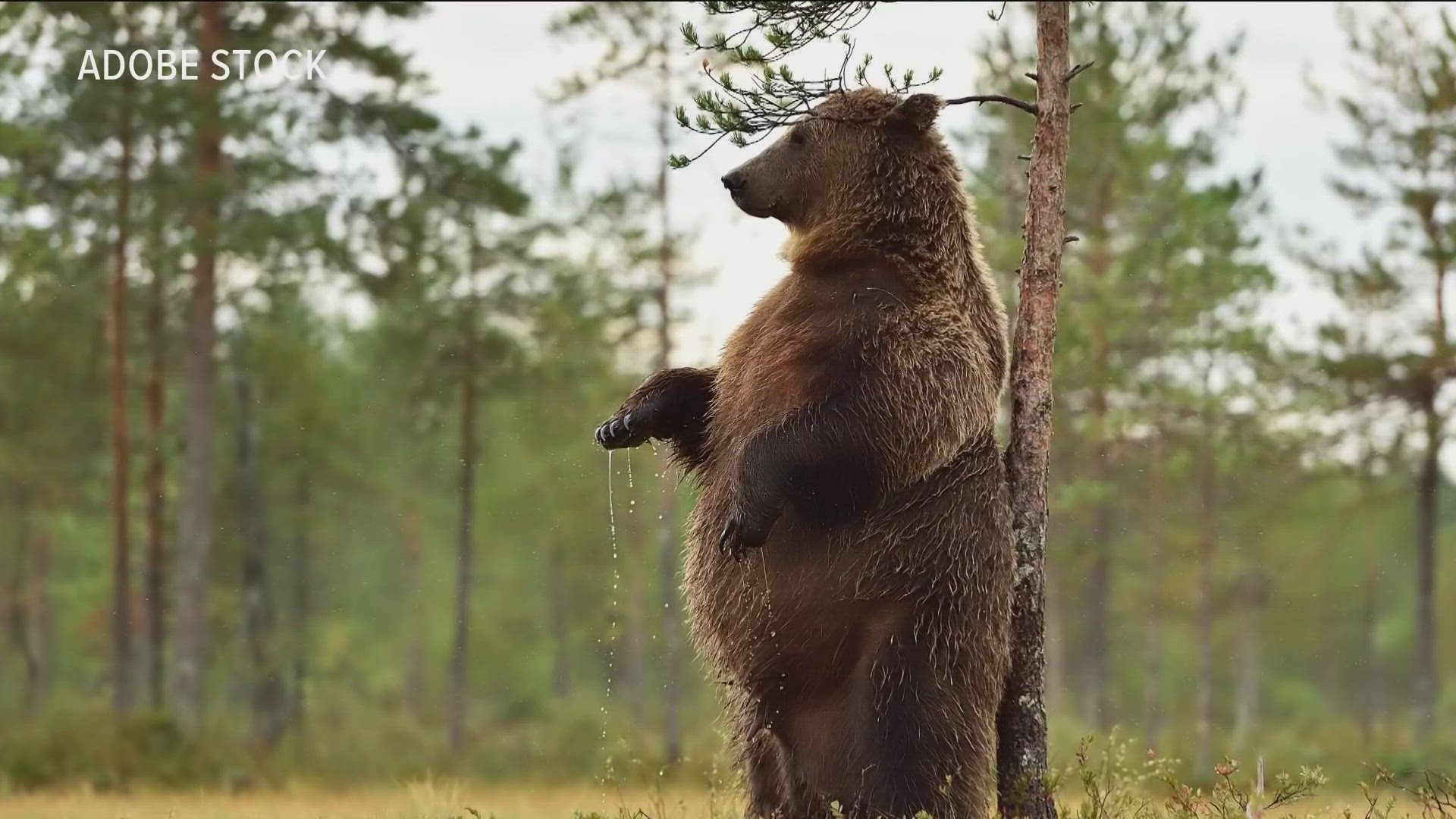 Fat Bear Week - Katmai National Park & Preserve (U.S. National