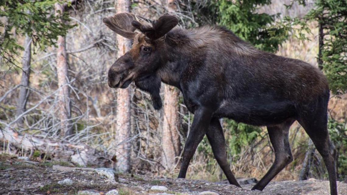 Moose seriously injures hunter in northern Colorado - Vimarsana News