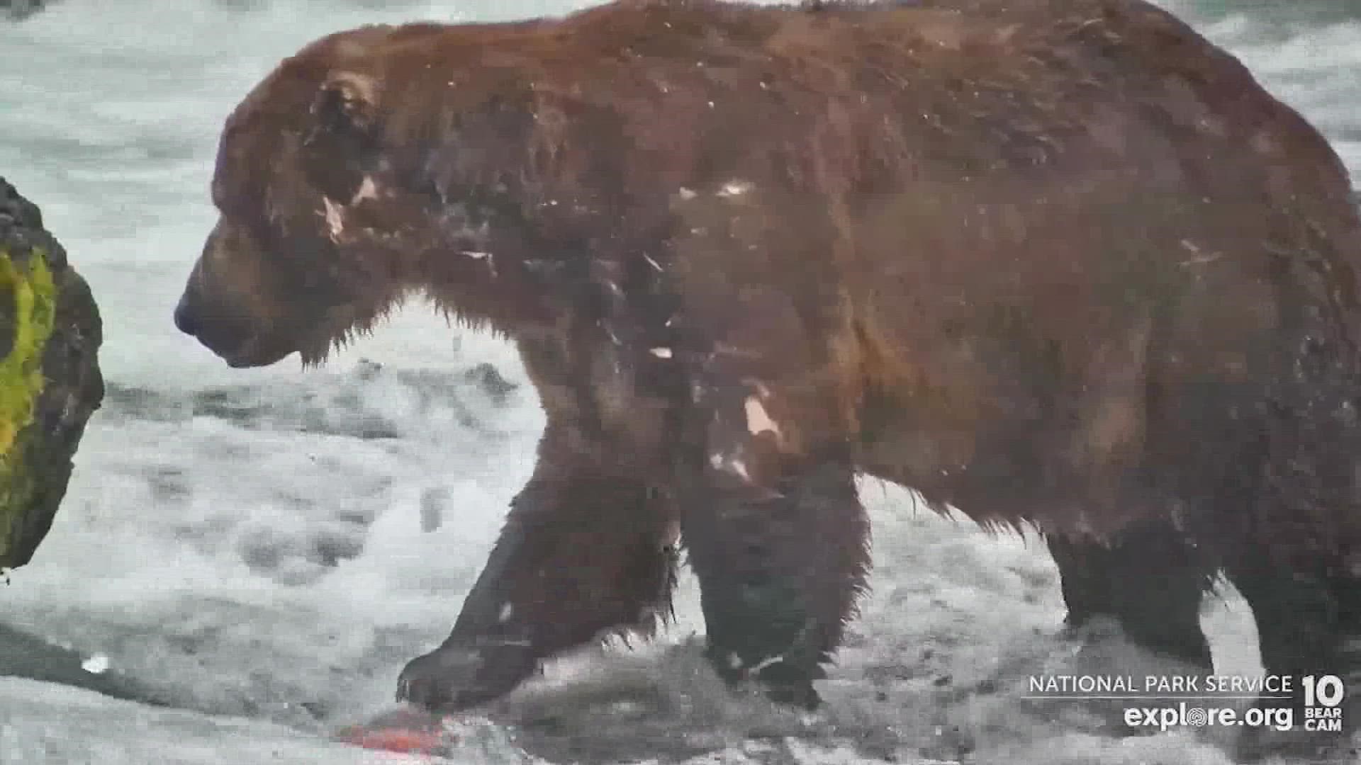12 of the biggest bears at Katmai National Park are going head to head in public votes all week long.