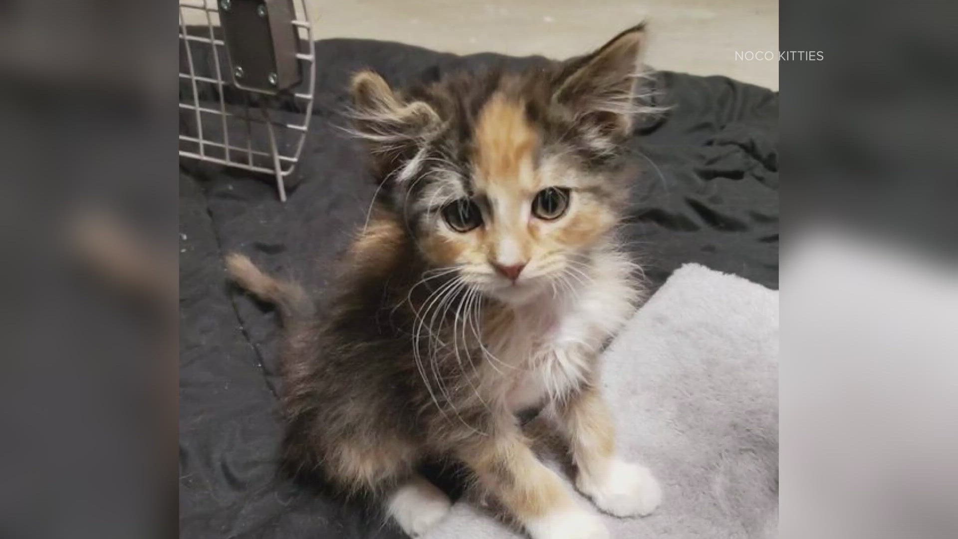 An extremely rare male calico kitten born in a Weld County shed earlier this year was transferred into the care of NoCo Kitties in Loveland.
