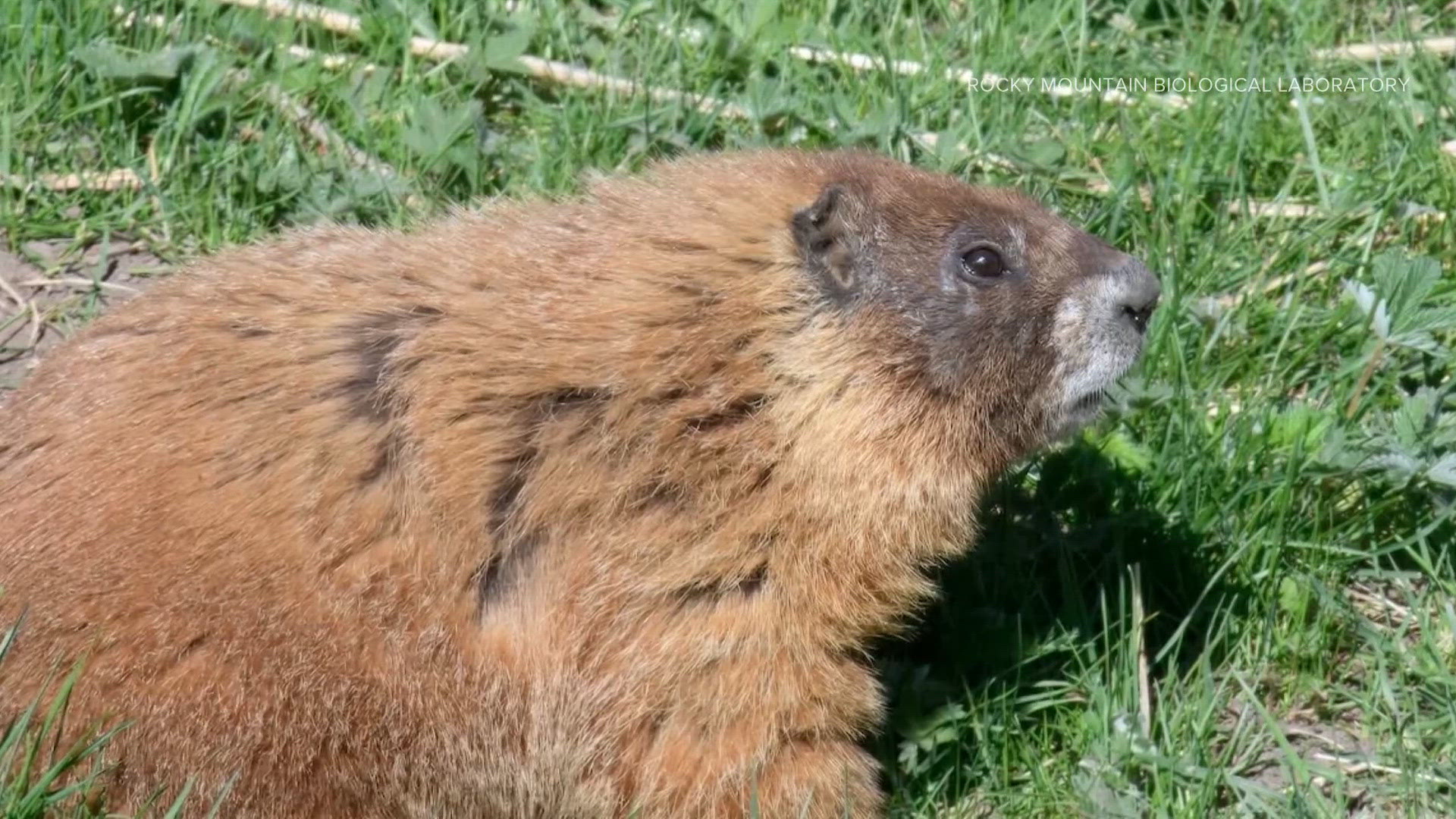 Fat Bear Week 2026: Voting opens this month to rank winter-ready brown ...