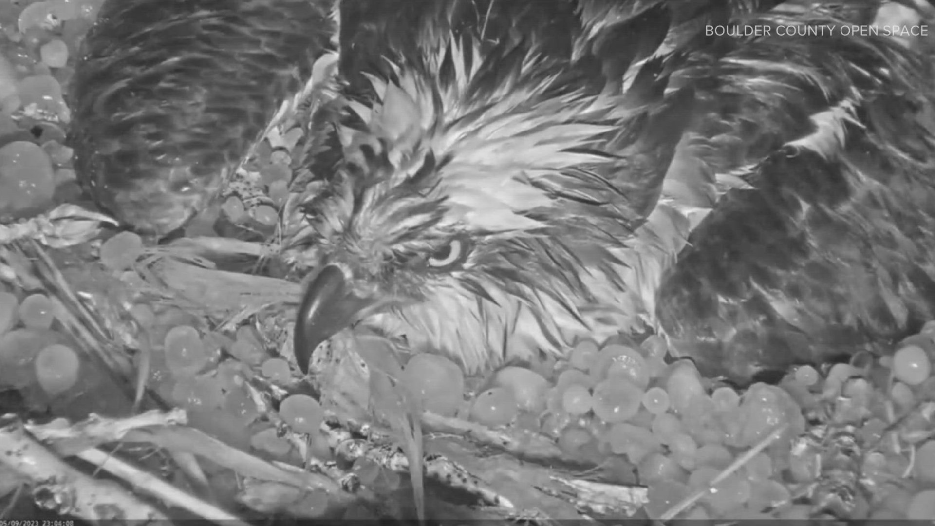 The female osprey was "relentless" in protecting her three eggs through a hailstorm that pounded northern Colorado on Tuesday night.
