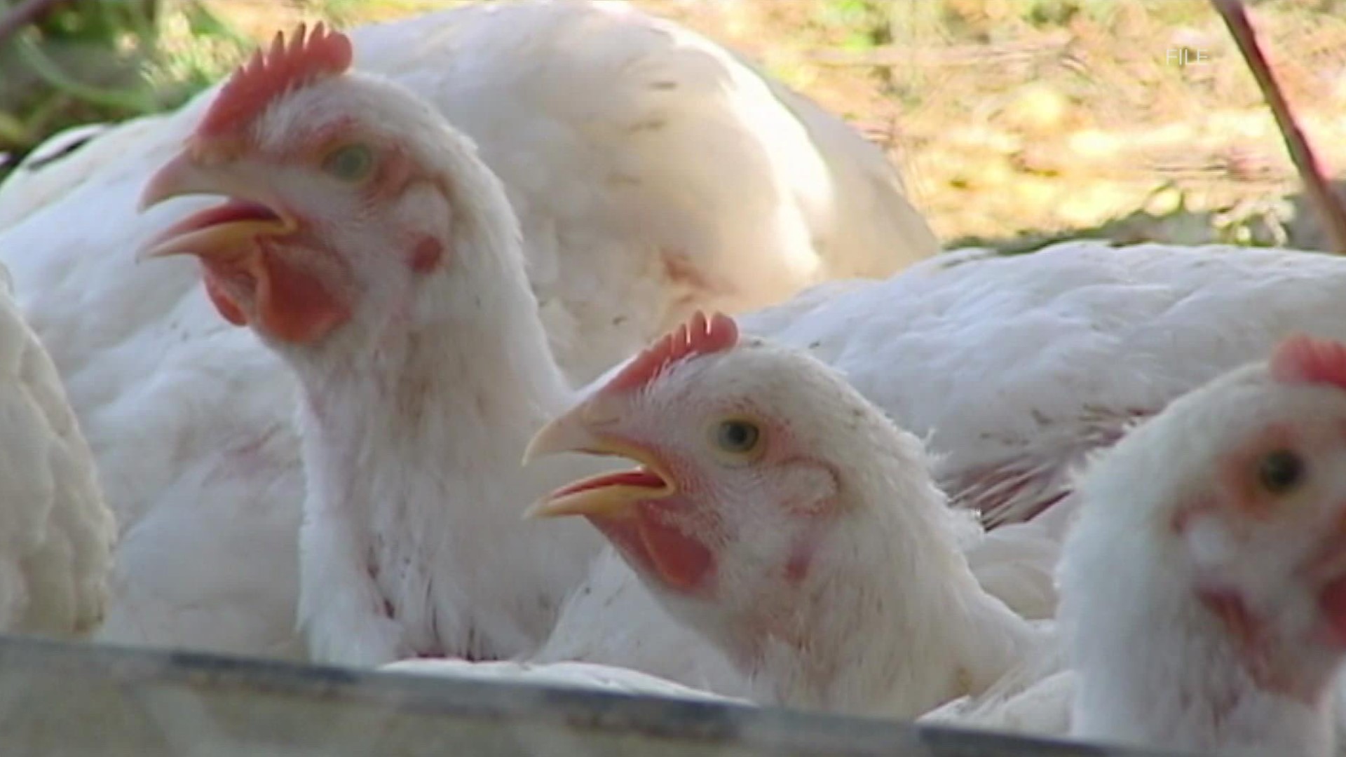 The highly contagious Avian Flu was first detected in the state back in March. 9NEWS reporter Courtney Yuen tells us what the impact as been so far in Colorado.