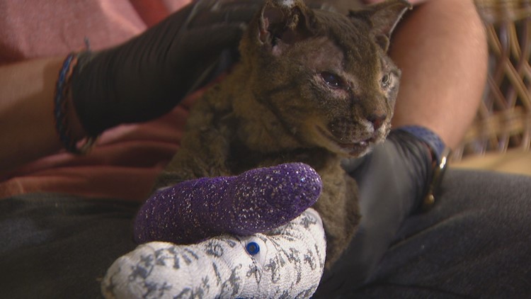 Cat burned in Colorado fire found on porch of only home left standing in neighborhood