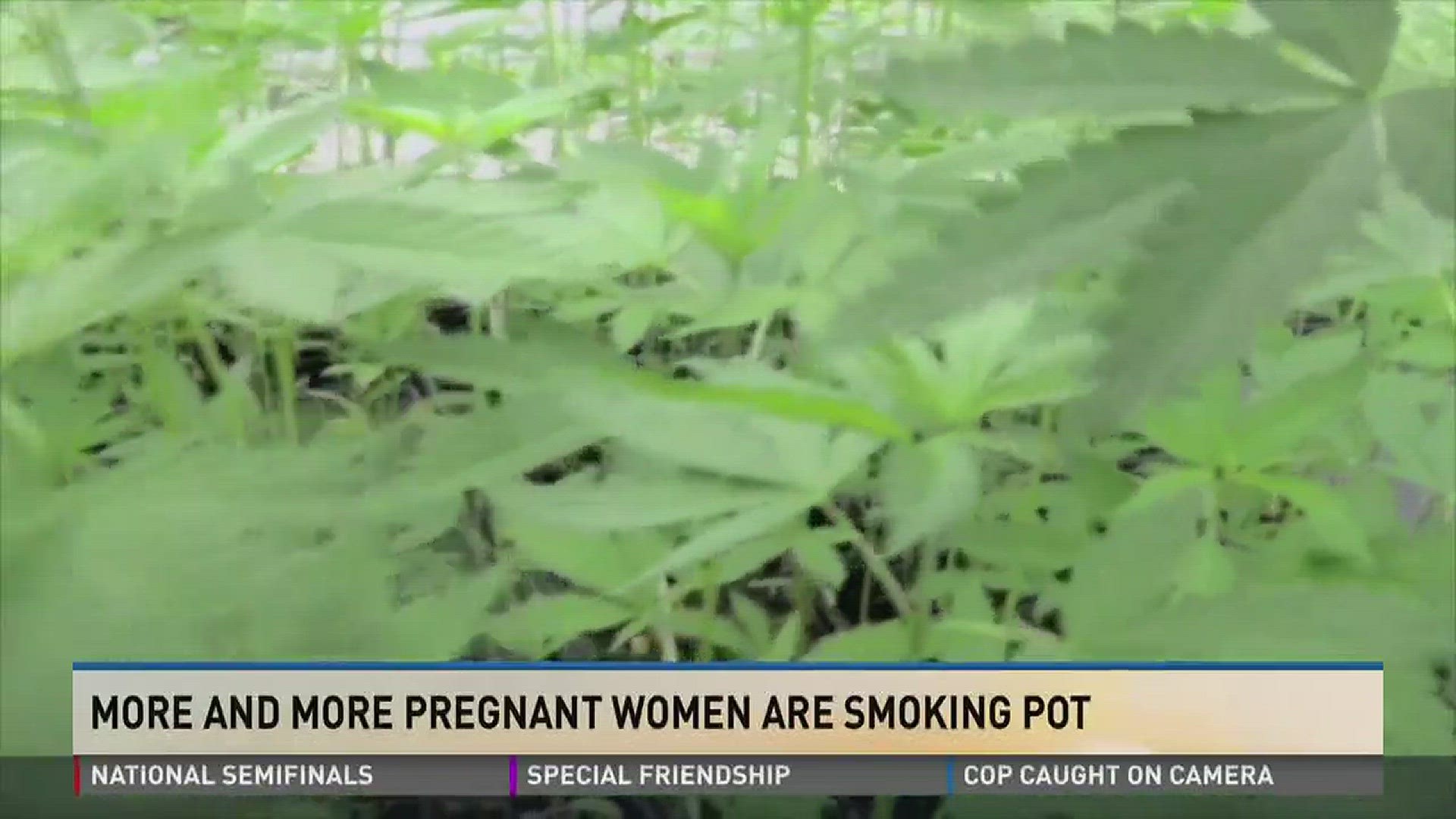 More and more pregnant women are smoking pot