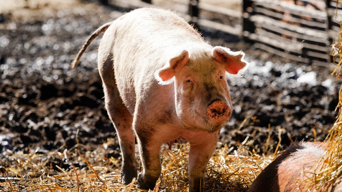 Grocers seek delay in California bacon law - Vimarsana News