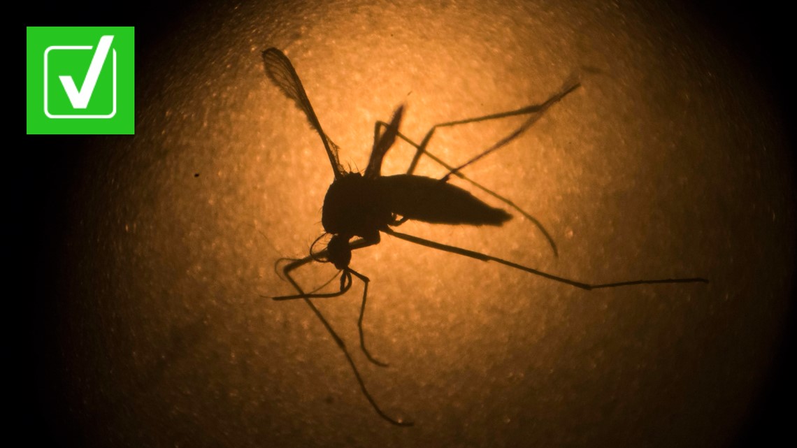 Genetically modified mosquitoes: Don't bite, not harmful - Vimarsana News