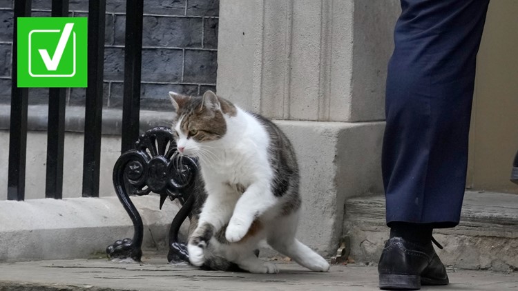 Larry the Cat: The Power Behind England