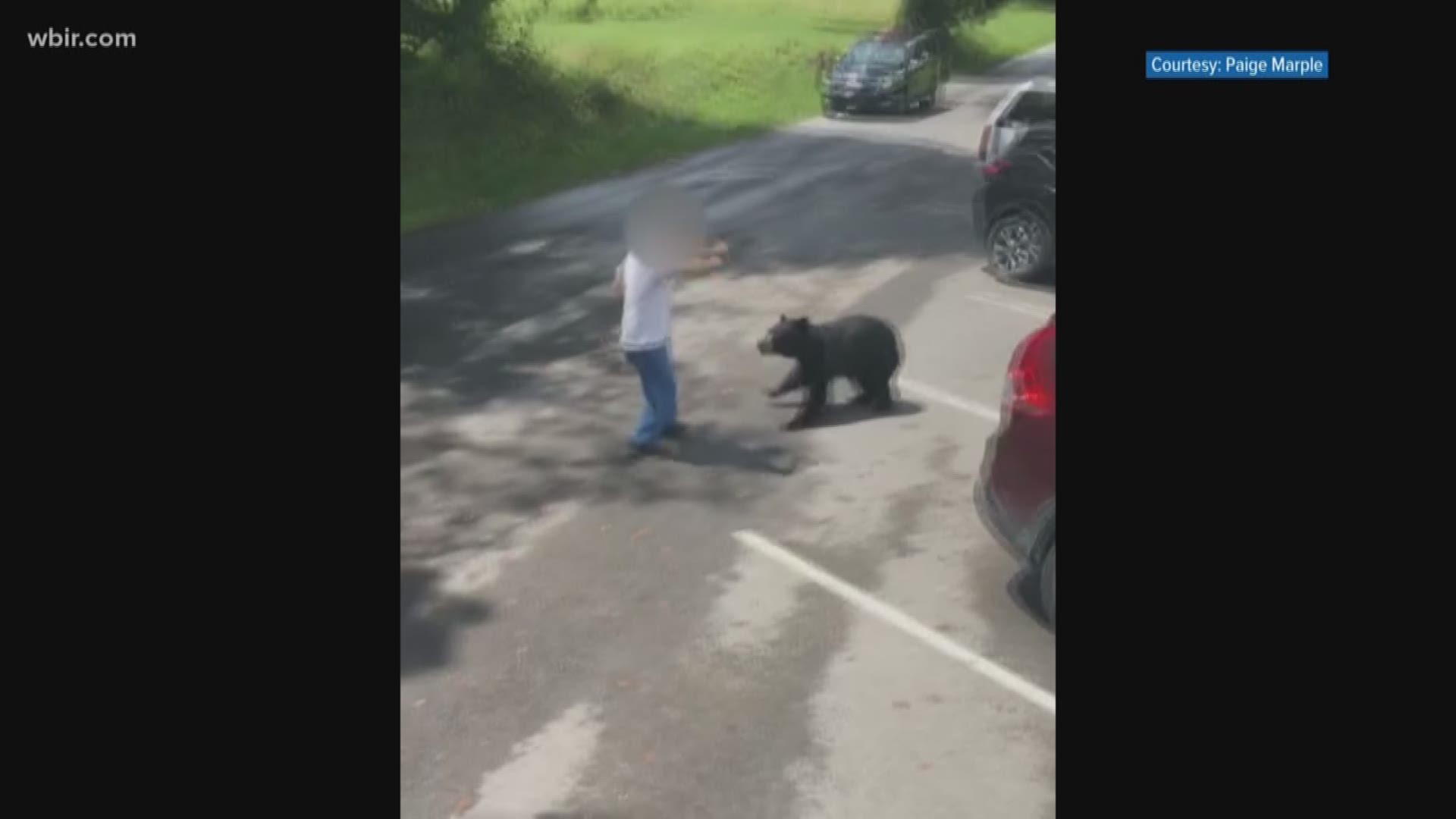 A visitor to the Great Smoky Mountains National Park captured video of a female bear lunging at a man who got way too close her cubs.