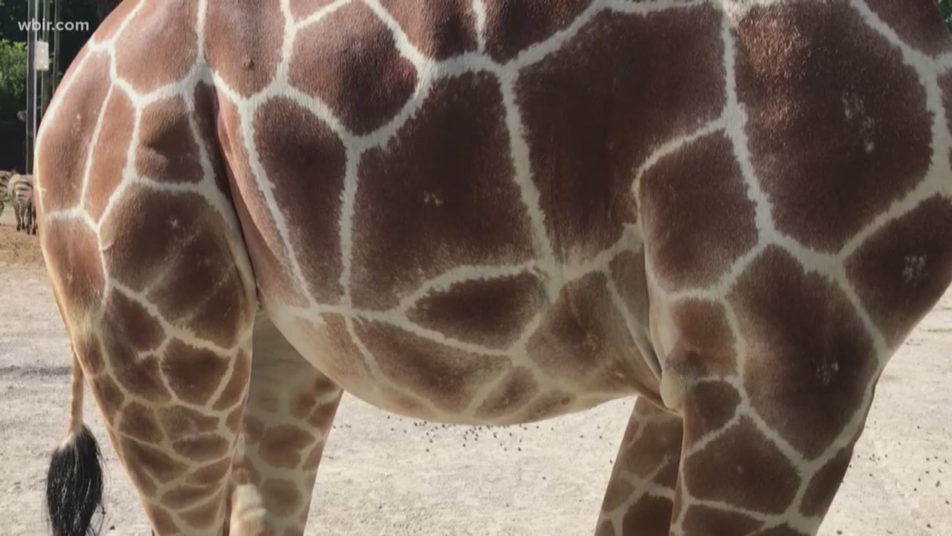 Today is World Giraffe Day and Zoo Knoxville is kicking it off with some breaking baby news! The zoo says Frances a three-year-old giraffe is in the final stages of her pregnancy, and the zoo is preparing for a baby.