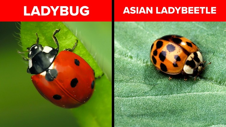 Bugged by 'ladybugs' in your home? Don't be fooled: These biting imposters are not your friend