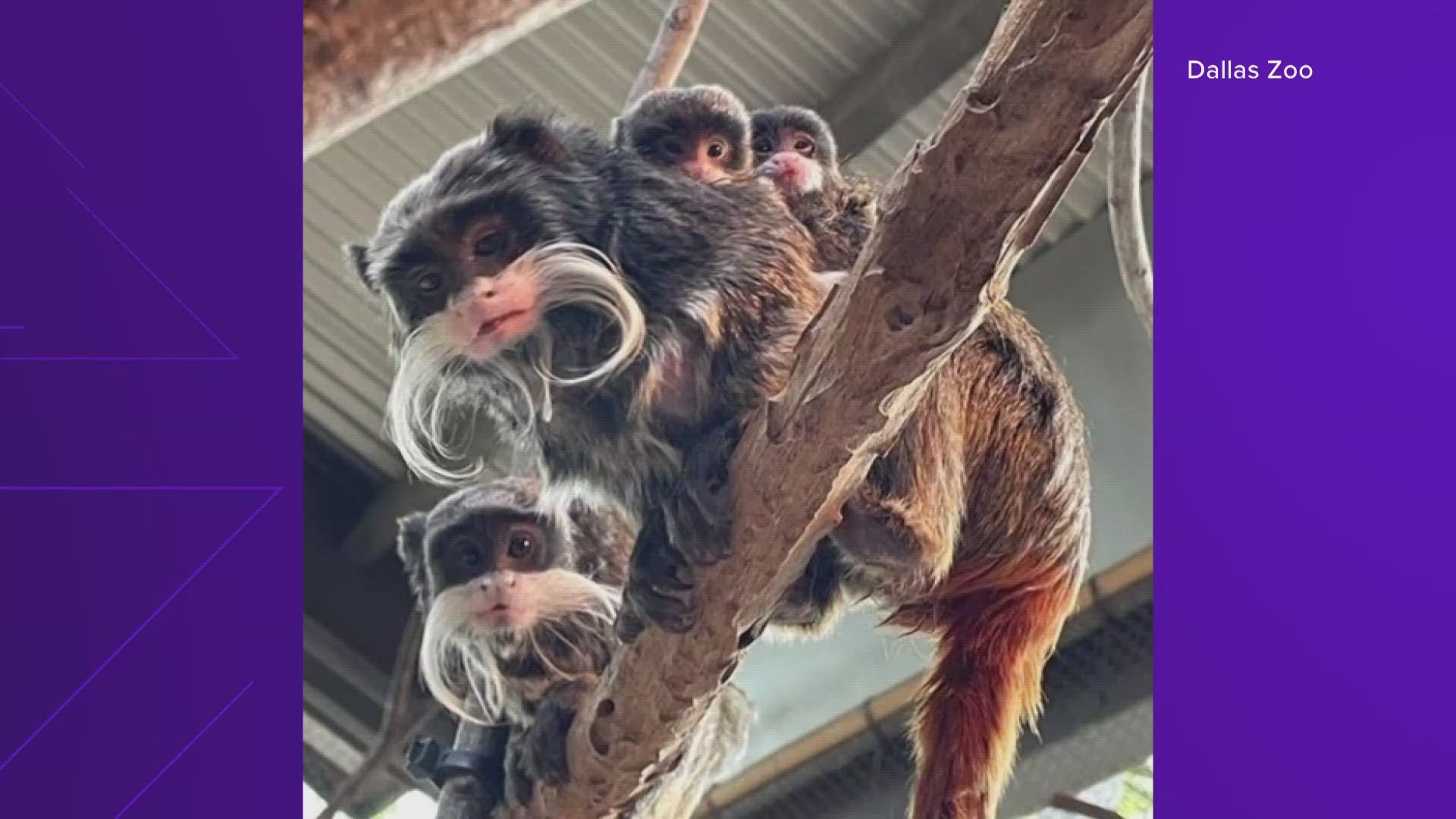 No, none of the monkeys in this growing family were the two that got stolen from the zoo earlier this year.