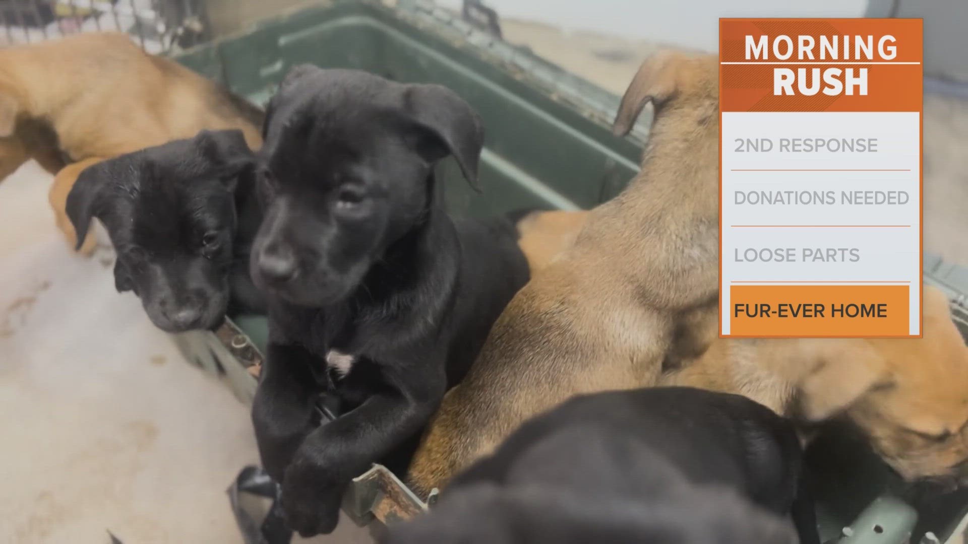 In an update Friday, the Humane Society said five of the puppies (all males) were adopted and the three remaining female puppies are being cared for.
