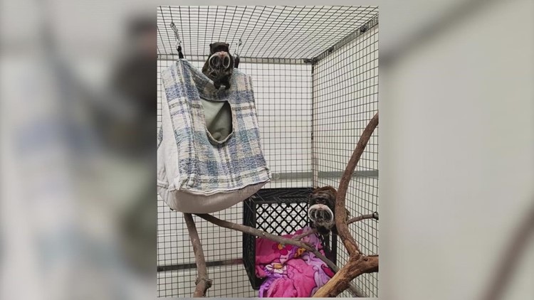Man arrested in connection with missing Dallas Zoo monkeys, clouded leopard, officials say