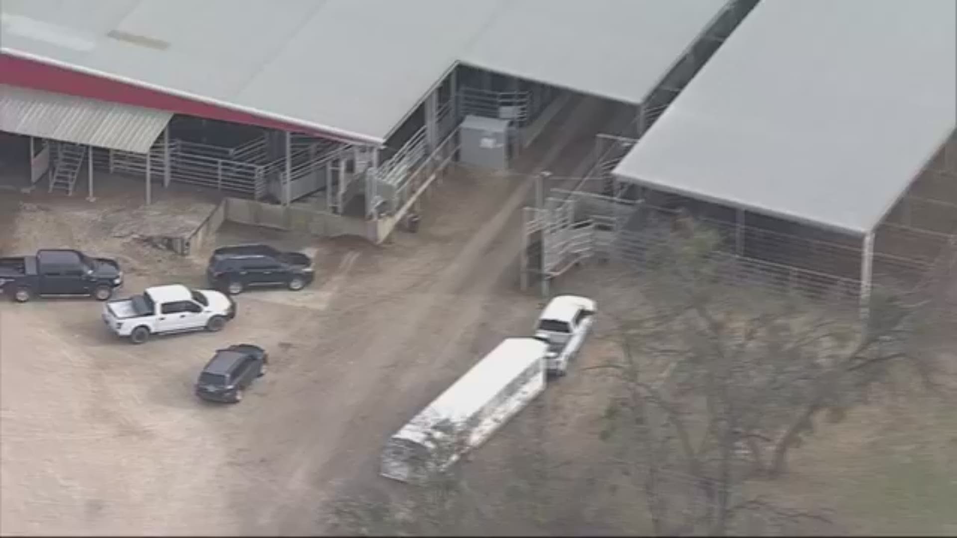 Longhorn steers were among the cattle taken from a Central Texas farm after many were found dead and dozens possibly needing to be euthanized. WFAA