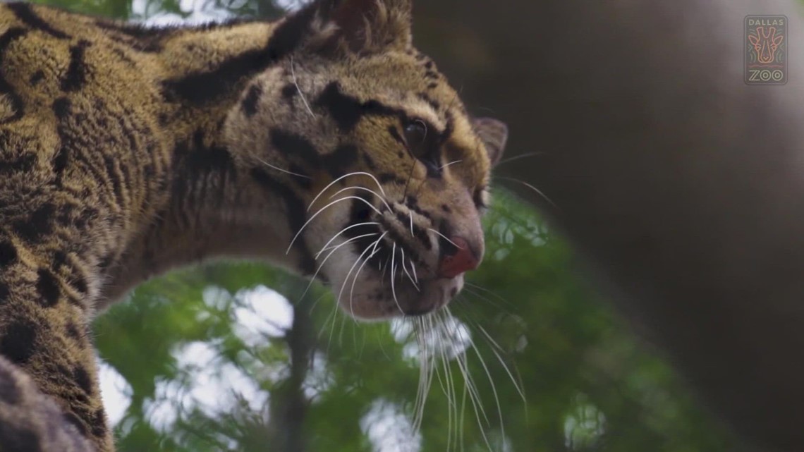 Missing Dallas leopard: Police launch 'criminal investigation' - Vimarsana News