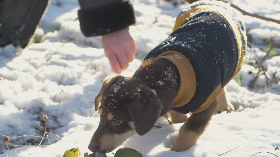 Pet safety tips to keep in mind when the weather gets dangerously cold
