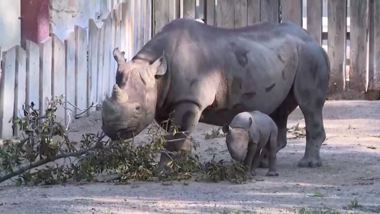 Cleveland Zoo announces plans to expand rhino habitat ...