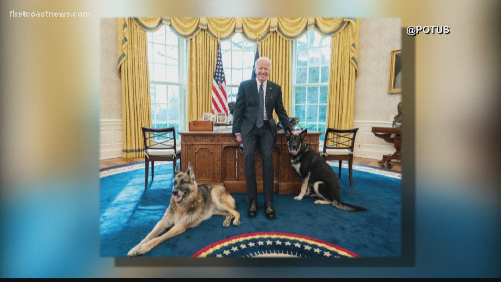 Major, a rescue, reportedly had what CNN describes as a "biting incident" with a member of White House security. The exact condition of the victim is unknown.
