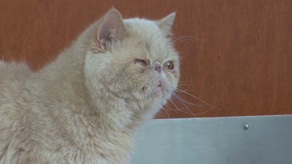 PETA says famed locker room cat 'Pudge' should stay home from games